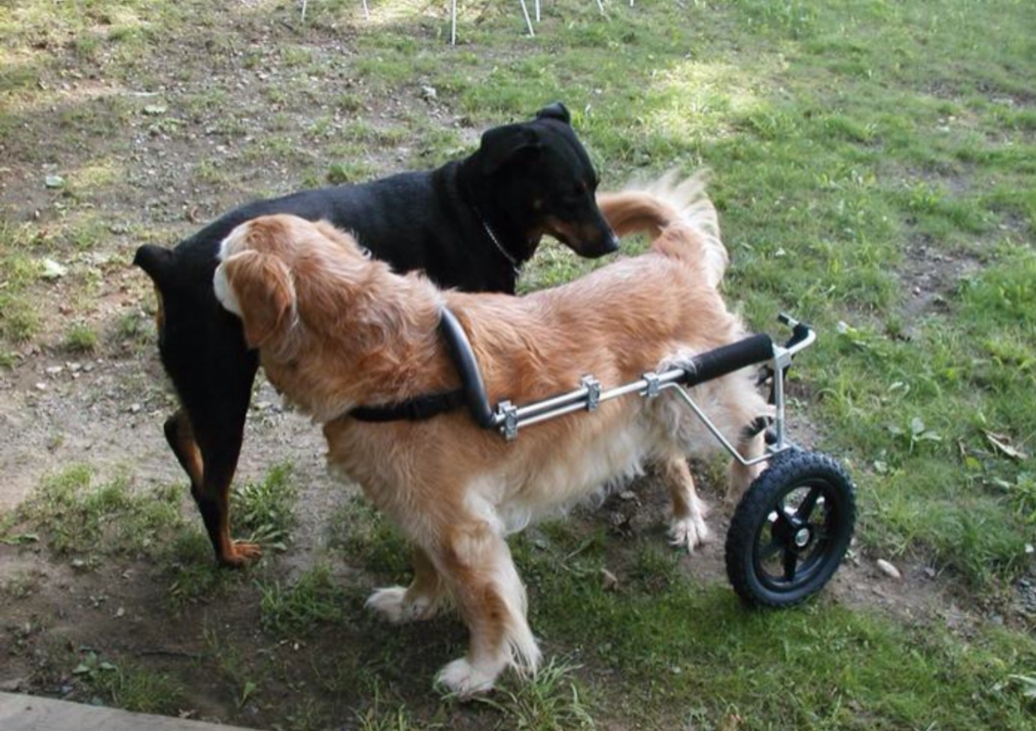 Eddie's Wheels wheelchairs for pets